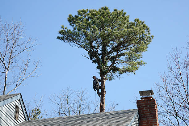 Best Fruit Tree Pruning  in USA